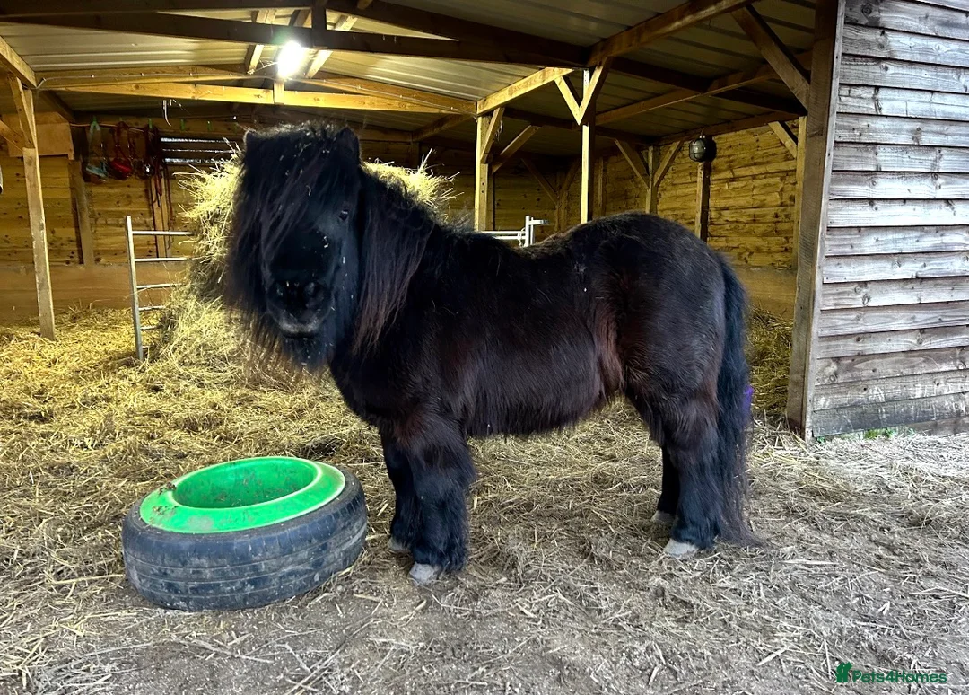 Shetland pony horses for sale: Pair of Shetland ponies - Advert 2