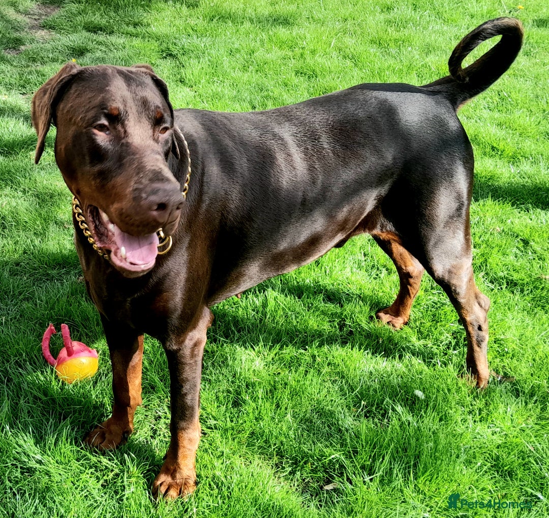 Dobermann dogs for sale: LOUIS 3 YEAR OLD DOBERMANN £900 ONO - Advert 3