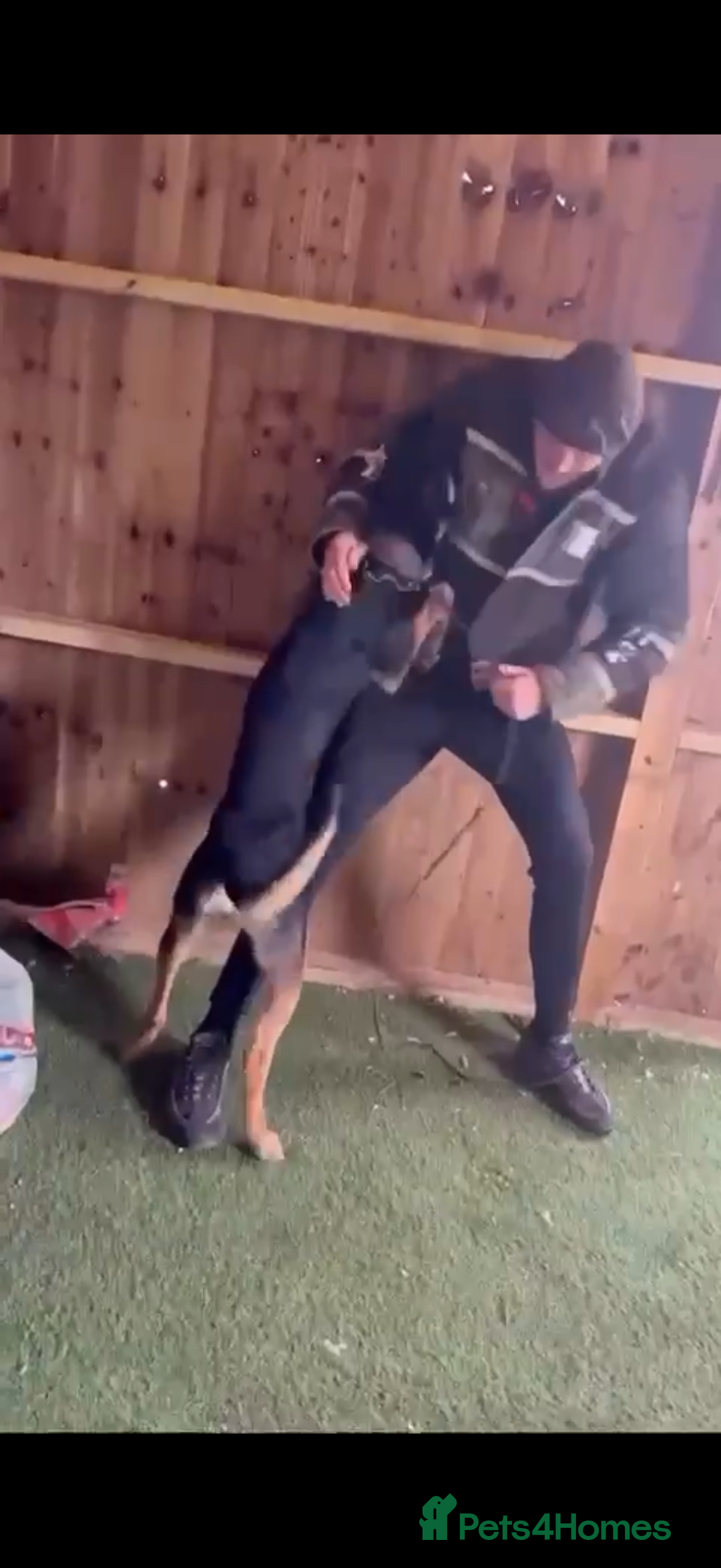 Belgian Shepherd Dog dogs for stud: Cairo !! DUTCH HERDER!! Protection Trained.  - Advert 5