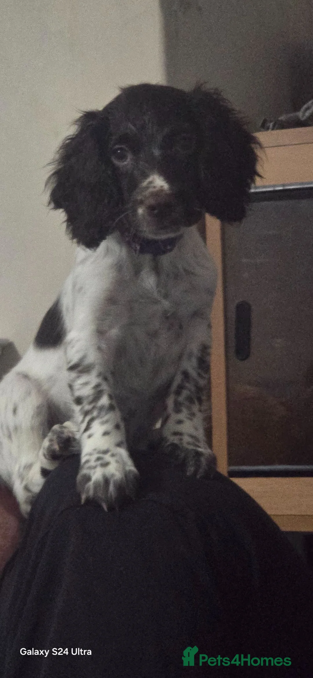 Sprocker dogs for sale: Stunning little boy - Advert 2