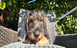 Dachshund dogs for sale: Outstanding Standard Wire haired Dachshund puppies - Image 8