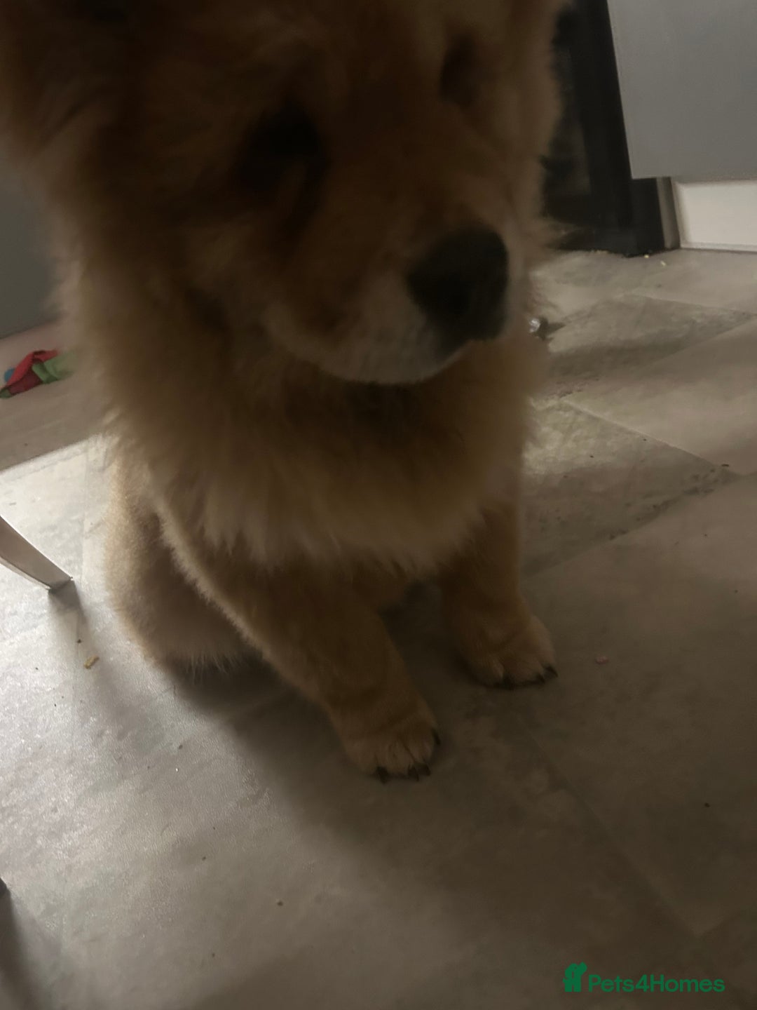 Chow Chow dogs for sale: This is Roxy  - Advert 2