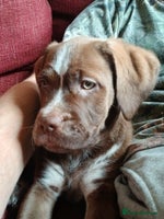 Mixed Breed dogs - Advert 3