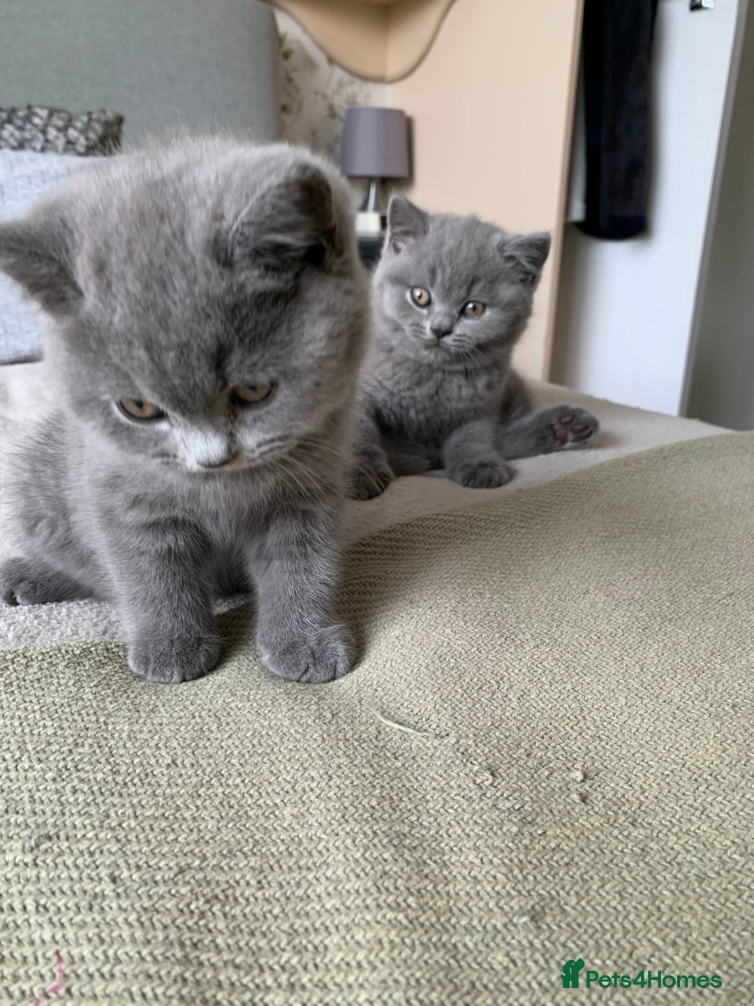 British Shorthair cats for sale: CHAMPION BSH PEDIGREE GCCF REGISTERED  - Image 3