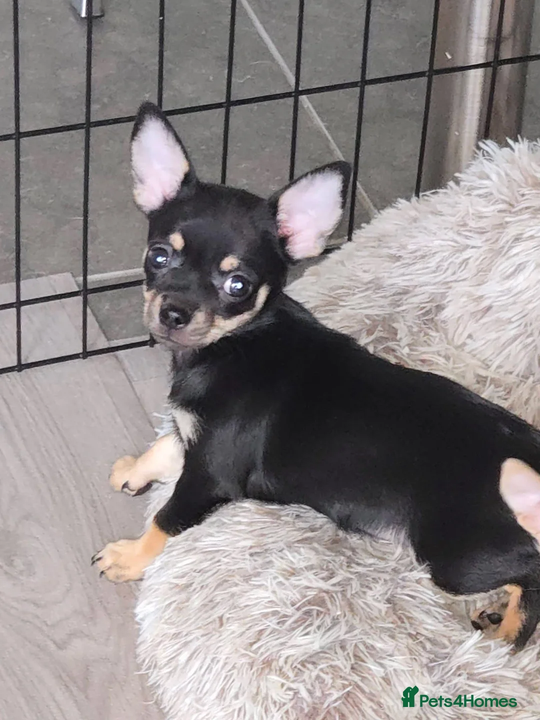 Chihuahua dogs for sale: Chihuahua smooth coat puppy for sale - Advert 1
