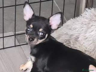 Chihuahua dogs Chihuahua bitch for sale - Advert 1