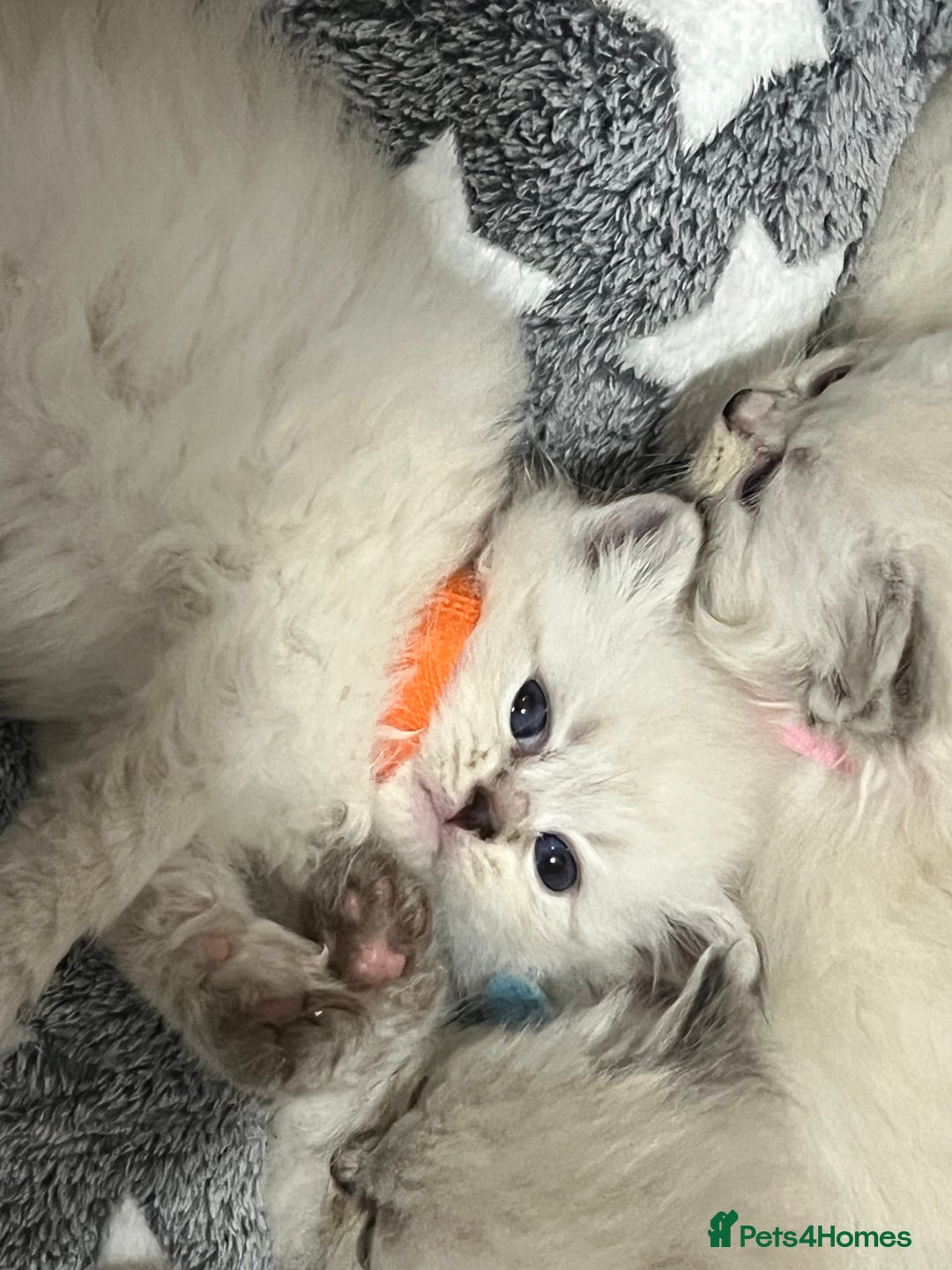 Siberian cats for sale: 💎💎GCCF Siberian Neva Masquerade Kittens💎💎 - Advert 4