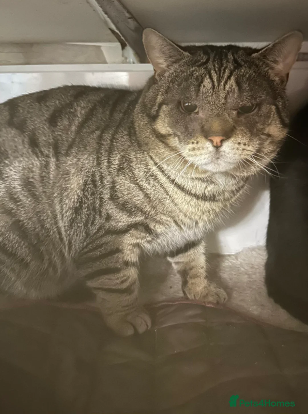 Mixed Breed cats for adoption: Hamish and Sally - Bonded Pair - Advert 1