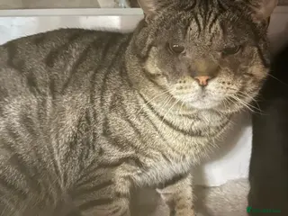 Mixed Breed cats Hamish and Sally - Bonded Pair - Advert 2