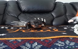 Miniature Dachshund dogs for sale: beautiful miniature dachshund pups available now  - Image 7