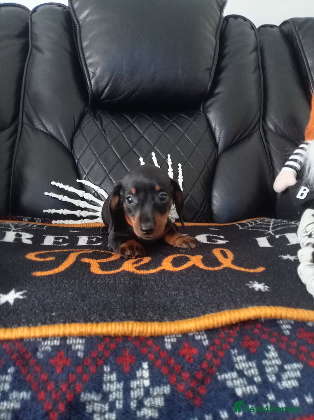 Miniature Dachshund dogs for sale: beautiful miniature dachshund pups available now  - Image 7