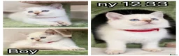 British Shorthair cats for sale: British Sh golden odd /blue eyed kittens GCCF  - Advert 7
