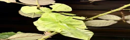 Stick Insects invertebrates for sale: Cryptophyllium limogesi nymphs (leaf insects) - Advert 7