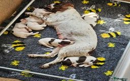 English Springer Spaniel dogs for sale: Top-Quality Working Springer Spaniel Puppies  - Image 4