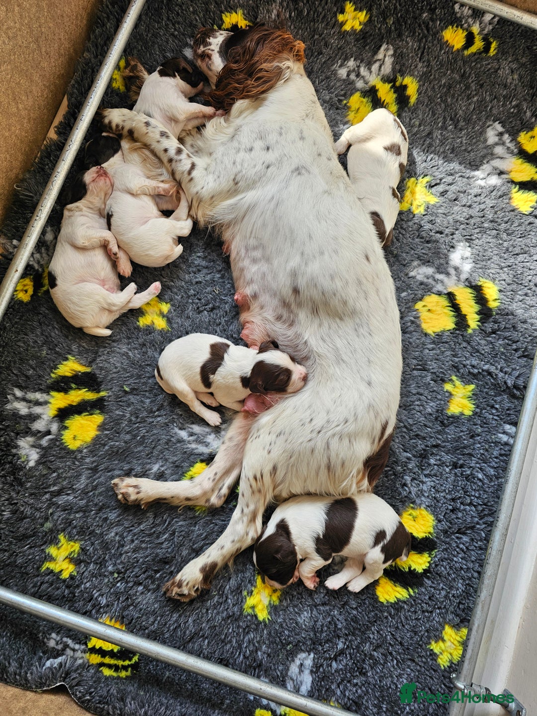 English Springer Spaniel dogs for sale: Top-Quality Working Springer Spaniel Puppies  - Image 4