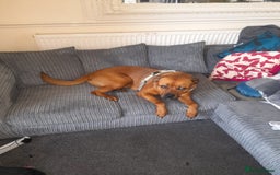 Mixed Breed dogs for sale: Bullmastiff/Rottweiler for rehoming - Image 6