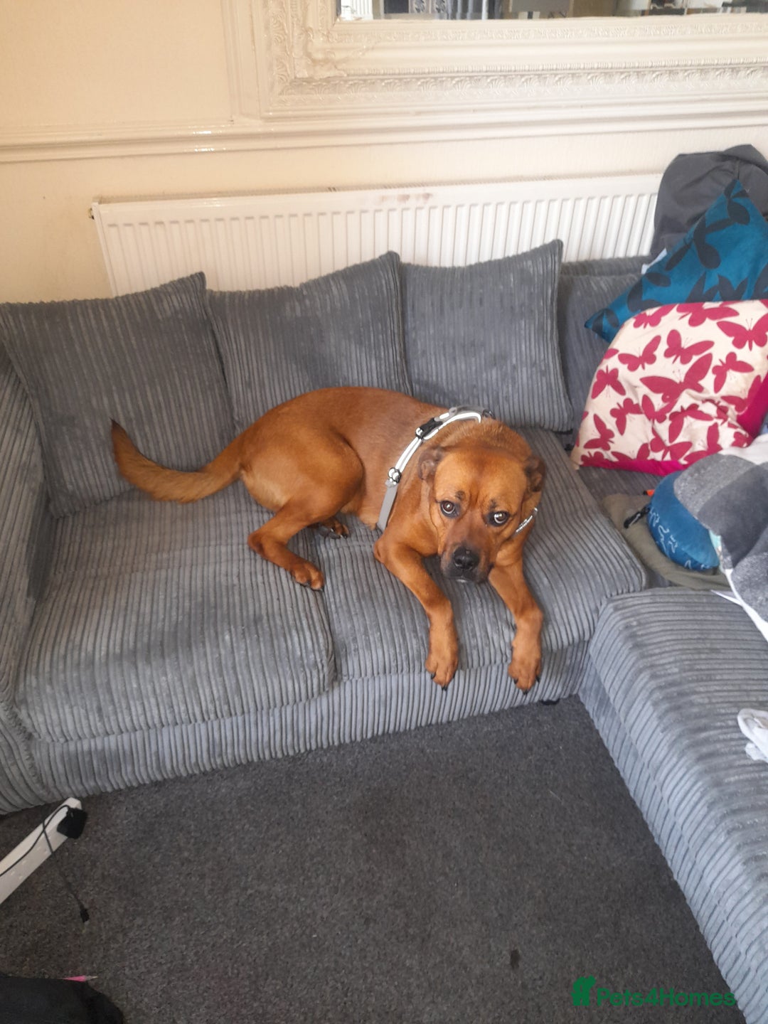 Mixed Breed dogs for sale: Bullmastiff/Rottweiler for rehoming - Image 6