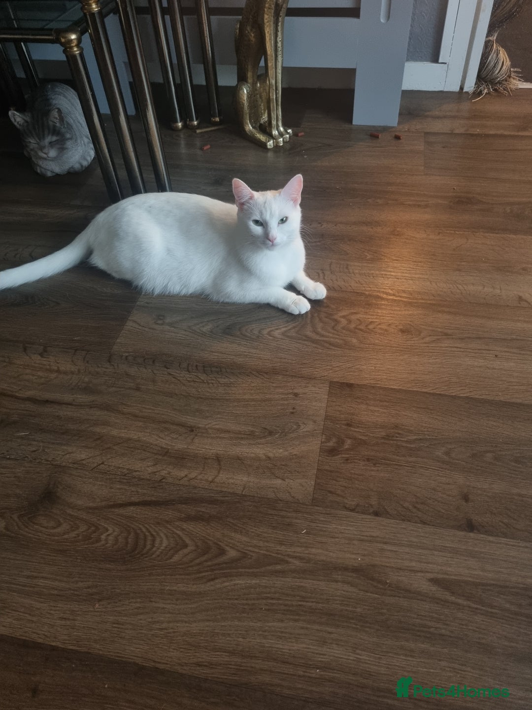 Turkish Angora cats for sale: Turkish angora mix - Image 5