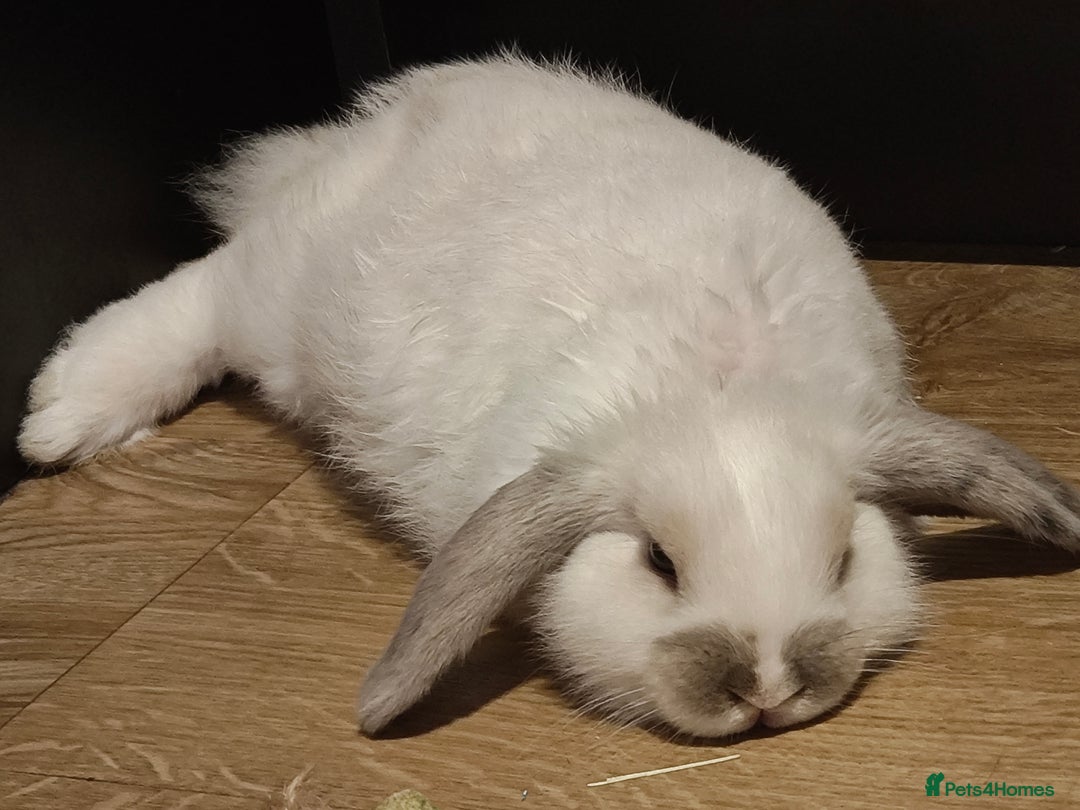 Dwarf Lop rabbits for sale: Find a home for an adorable lop-eared rabbit. - Advert 1