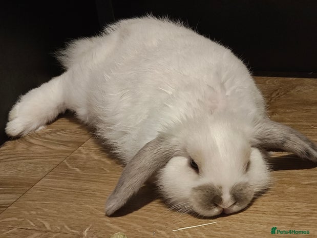 Dwarf Lop rabbits Find a home for an adorable lop-eared rabbit. - Advert 1