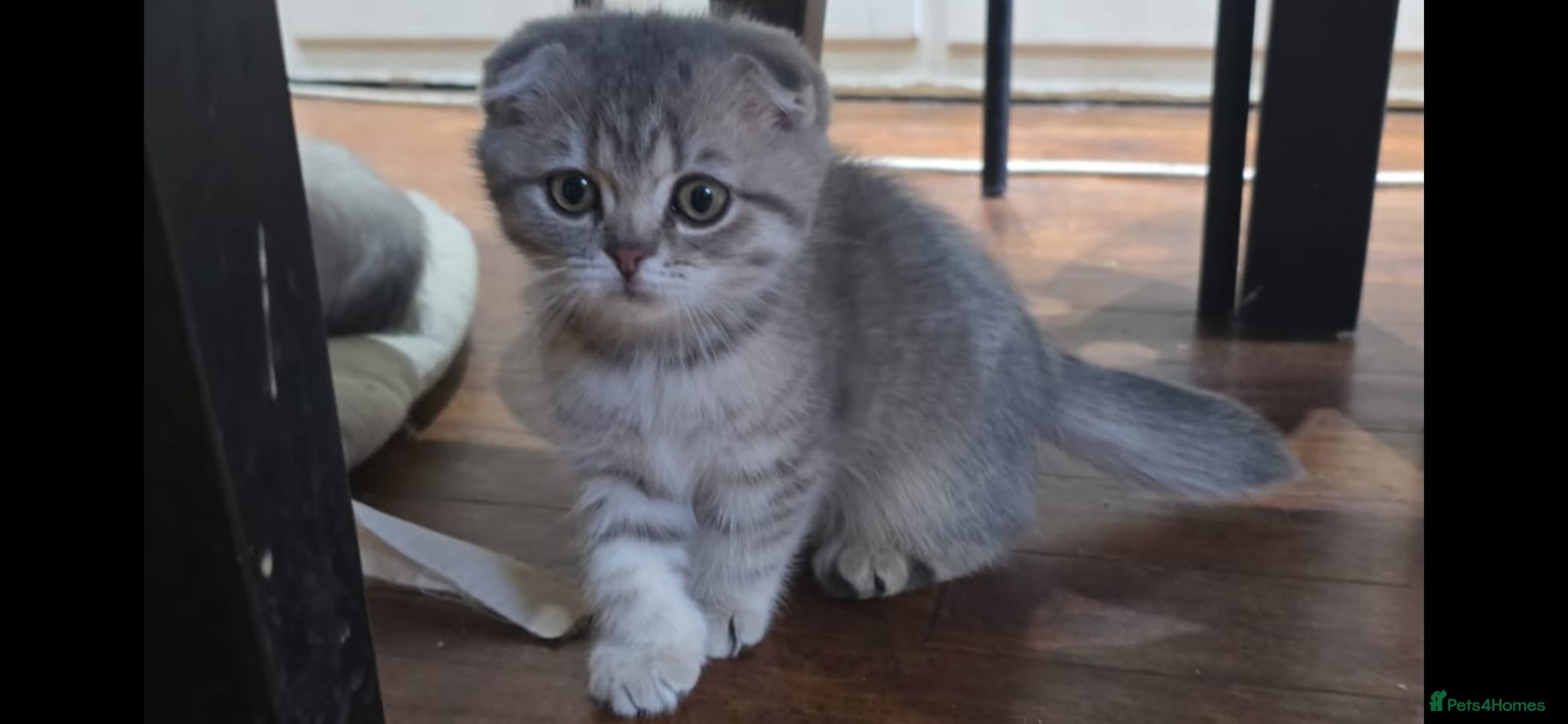 Scottish Fold cats for sale: READY SCOTTISH FOLD KITTENS (URGENT) - Advert 15