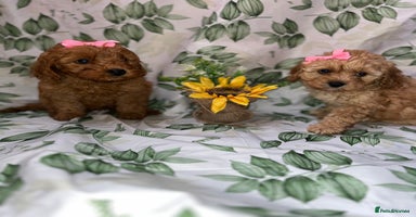 Cavapoo dogs - Advert 4
