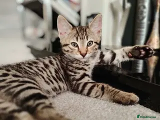 Bengal cats Half Bengal kittens x 2 - Advert 1