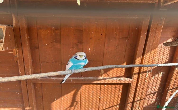 Budgerigars birds - Advert 2