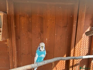 Budgerigars birds - Advert 23
