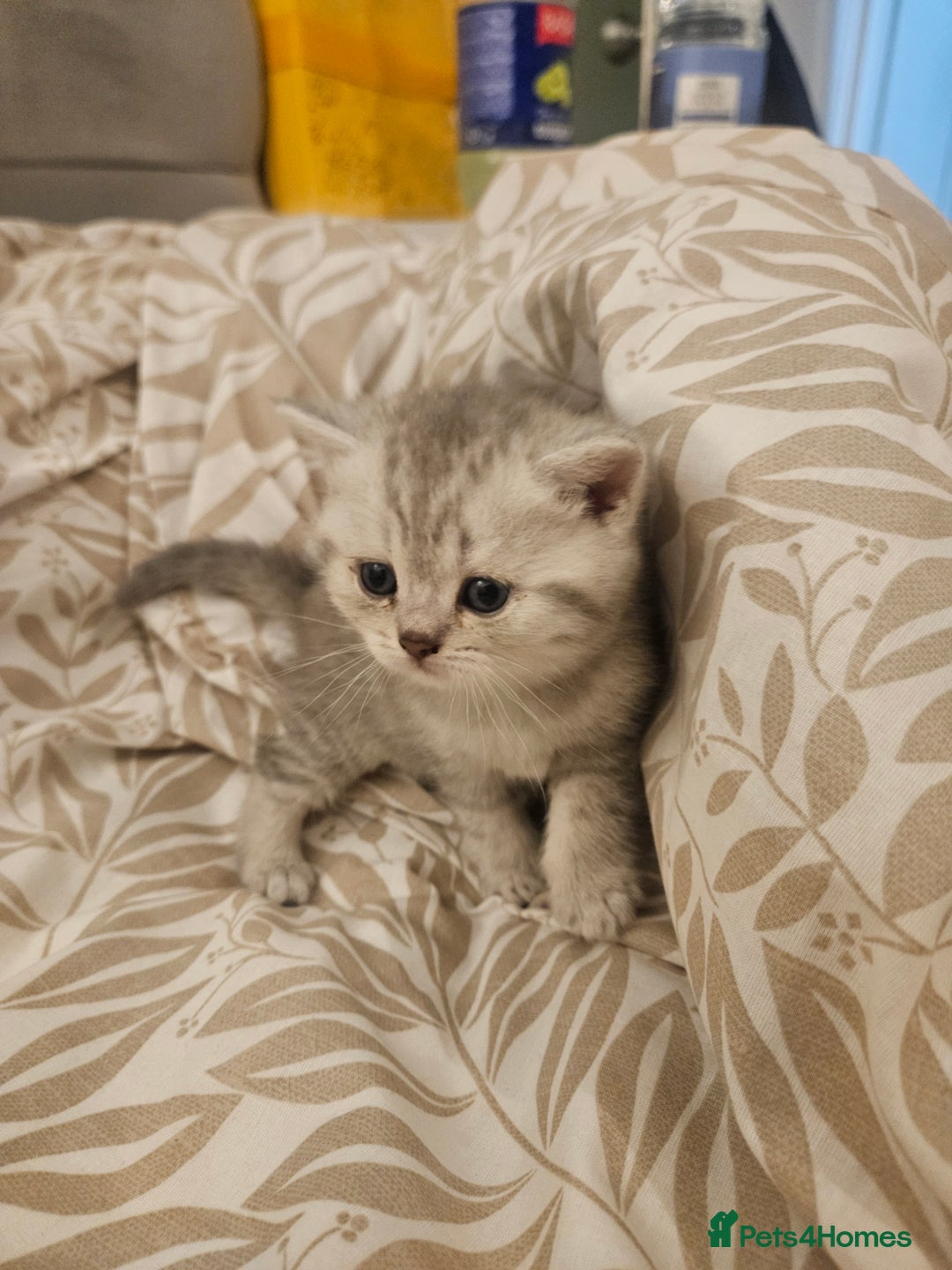 British Shorthair cats for sale: British Shorthair kittens! MALE BACK AVAILABLE!  - Advert 9
