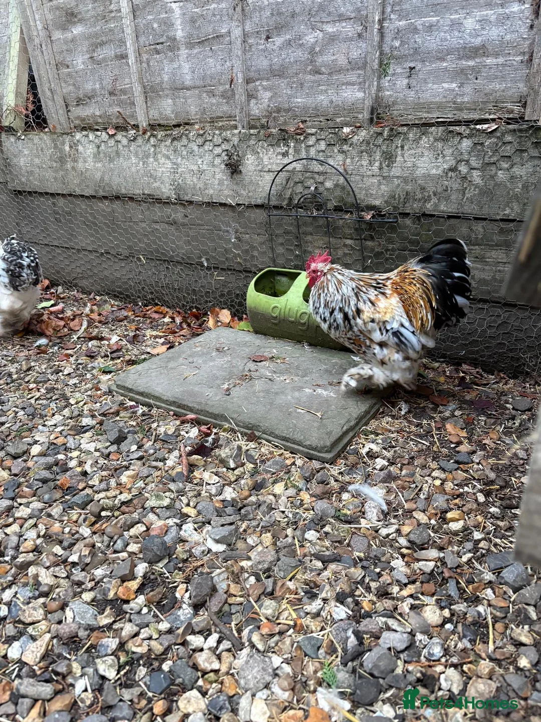 Chickens poultry for sale: cockerels that need new homes - Advert 2