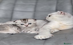 Scottish Fold cats for sale: Scottish mixed  - Image 1