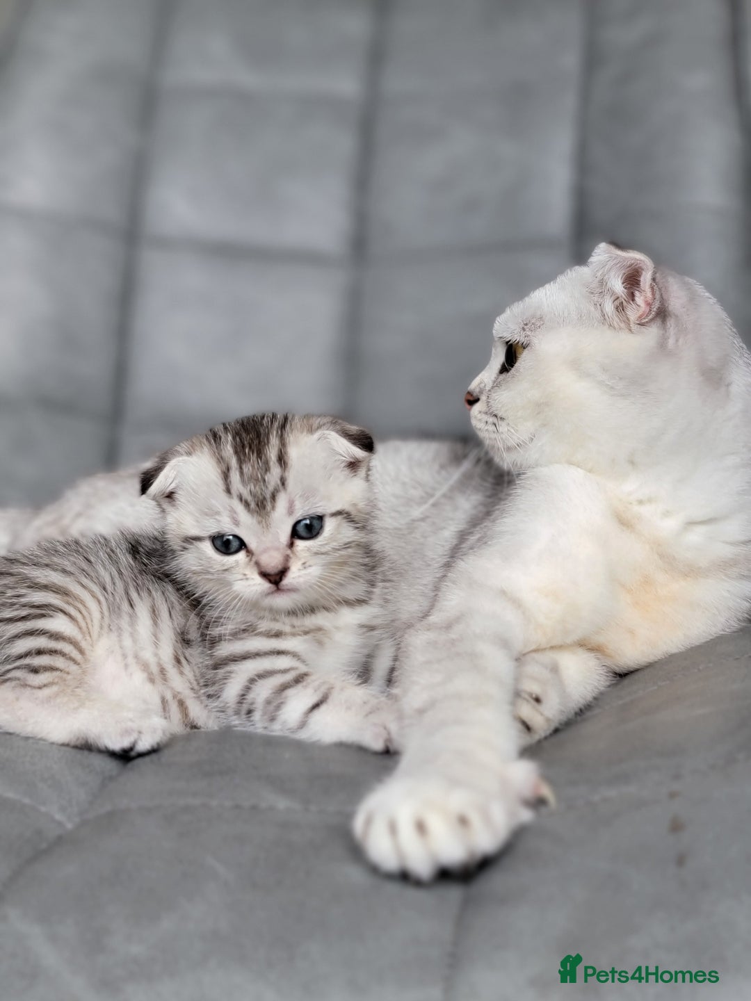 Scottish Fold cats for sale: Scottish mixed  - Image 1