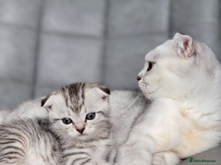 Scottish Fold cats - Advert 23
