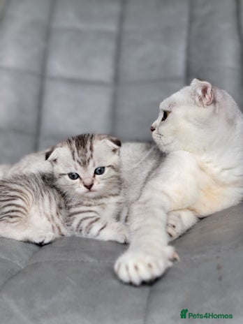 Scottish Fold cats - Advert 8