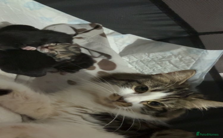 Domestic Shorthair cats - Advert 7