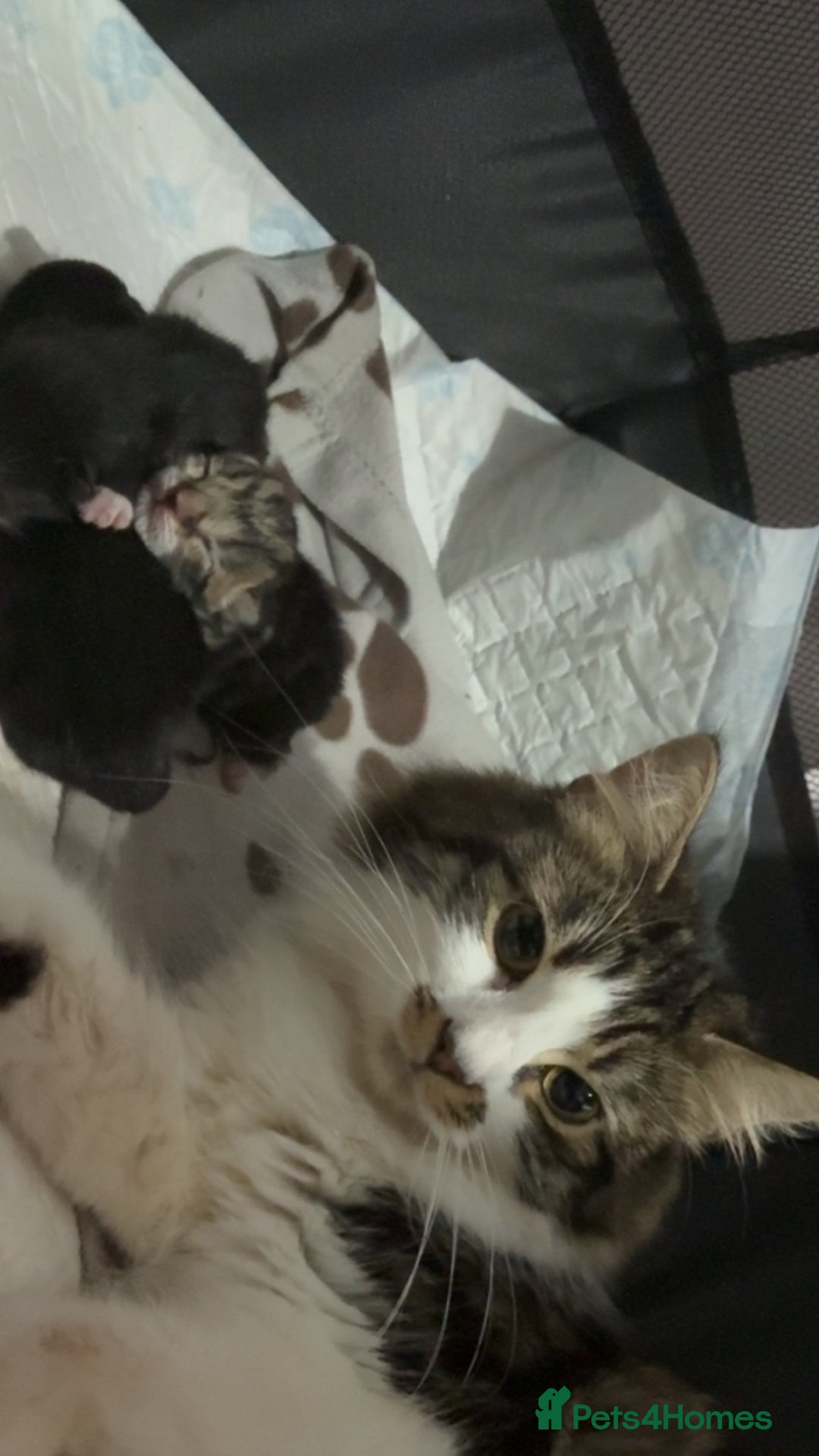 Domestic Shorthair cats for sale: Kittens - Image 1