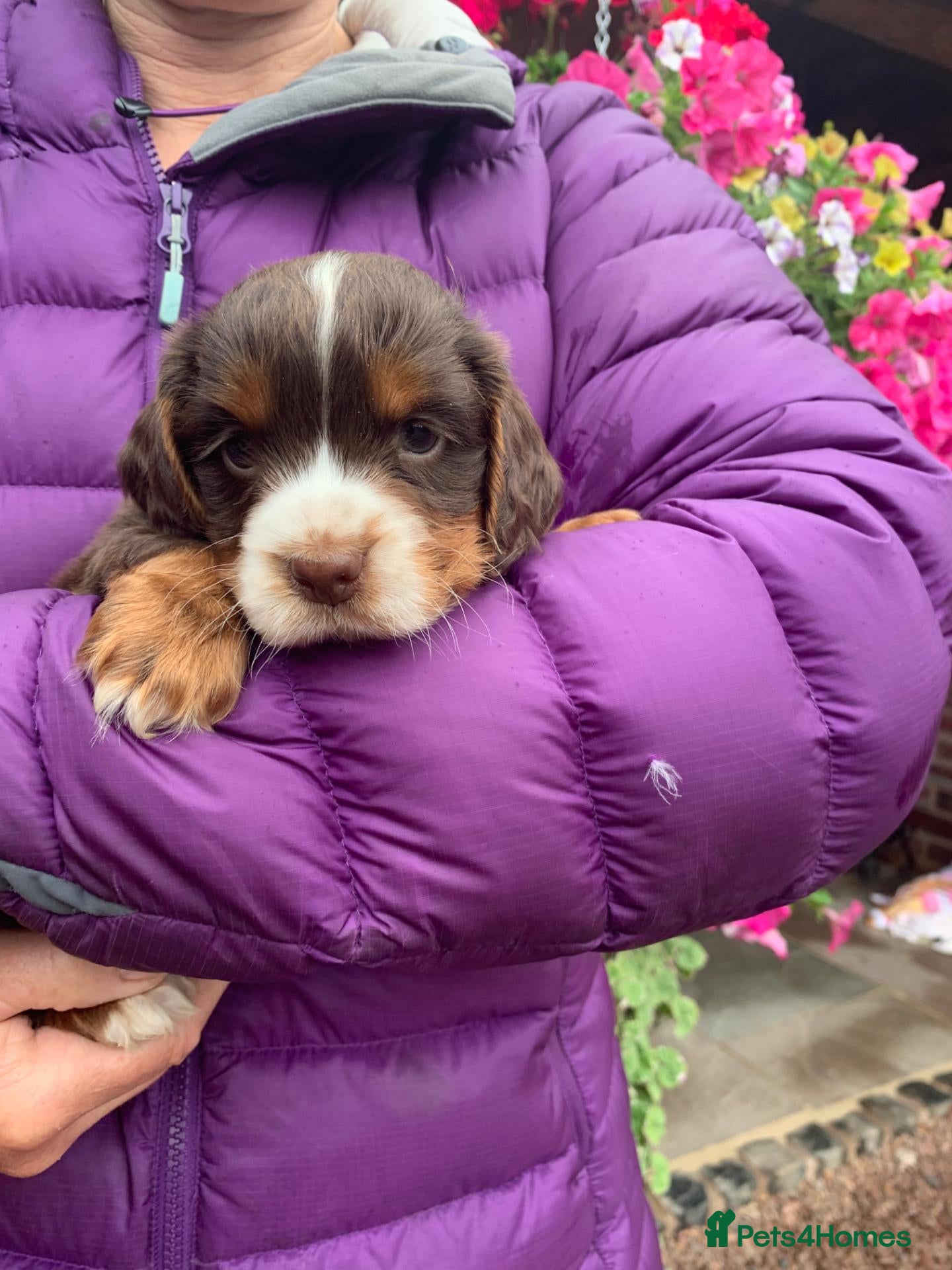 Cocker Spaniel dogs K.C REGISTERED COCKER SPANIEL PUPPIES - Advert 2