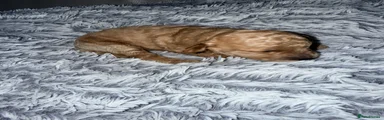 Mixed Breed 2
