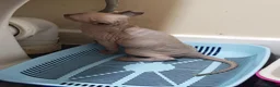 Sphynx cats for sale: Last boy available. READY NOW - Advert 7