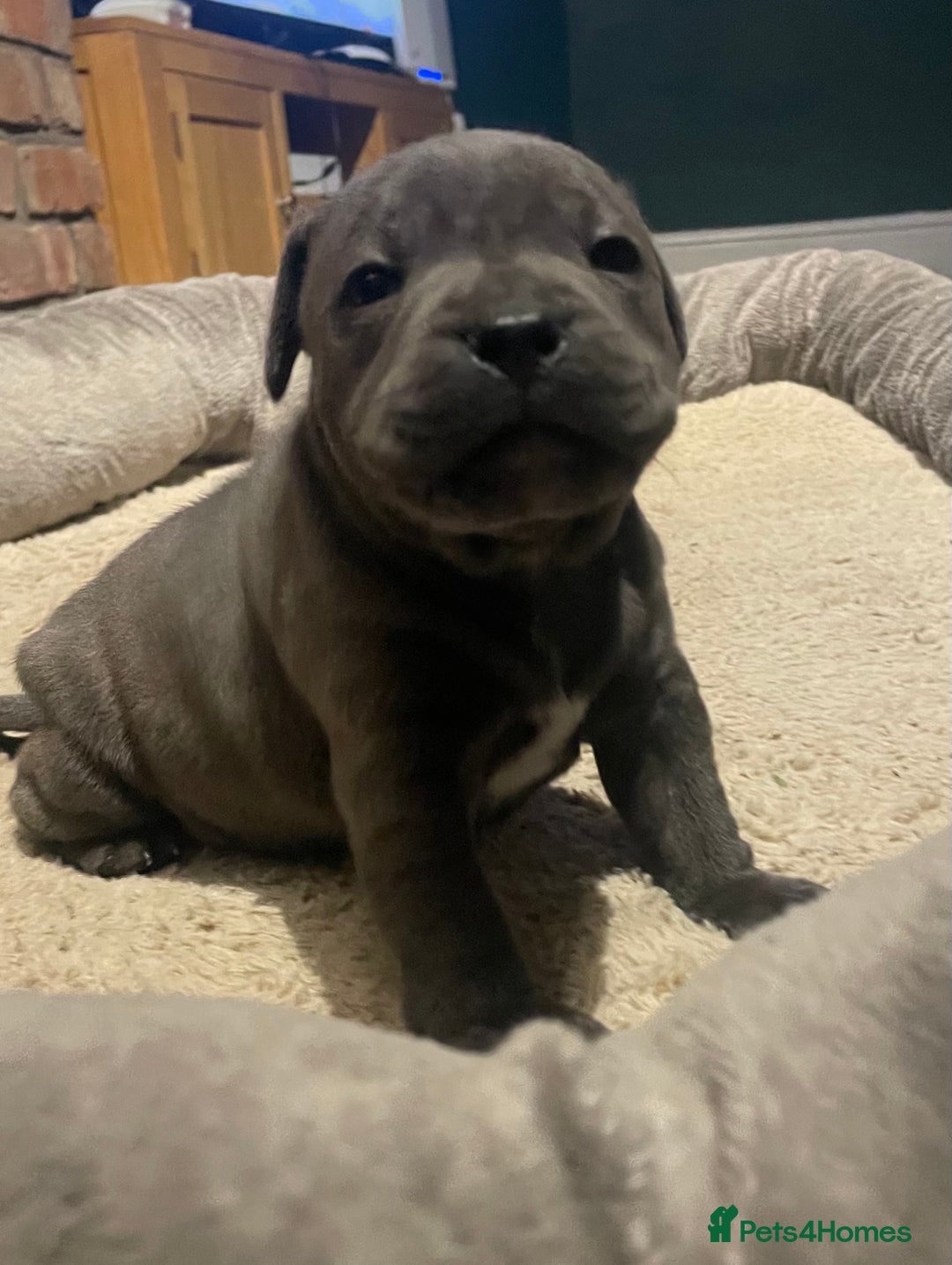 Staffordshire Bull Terrier dogs for sale: Staffordshire Blue KC Registered Kassius Pups - Advert 3