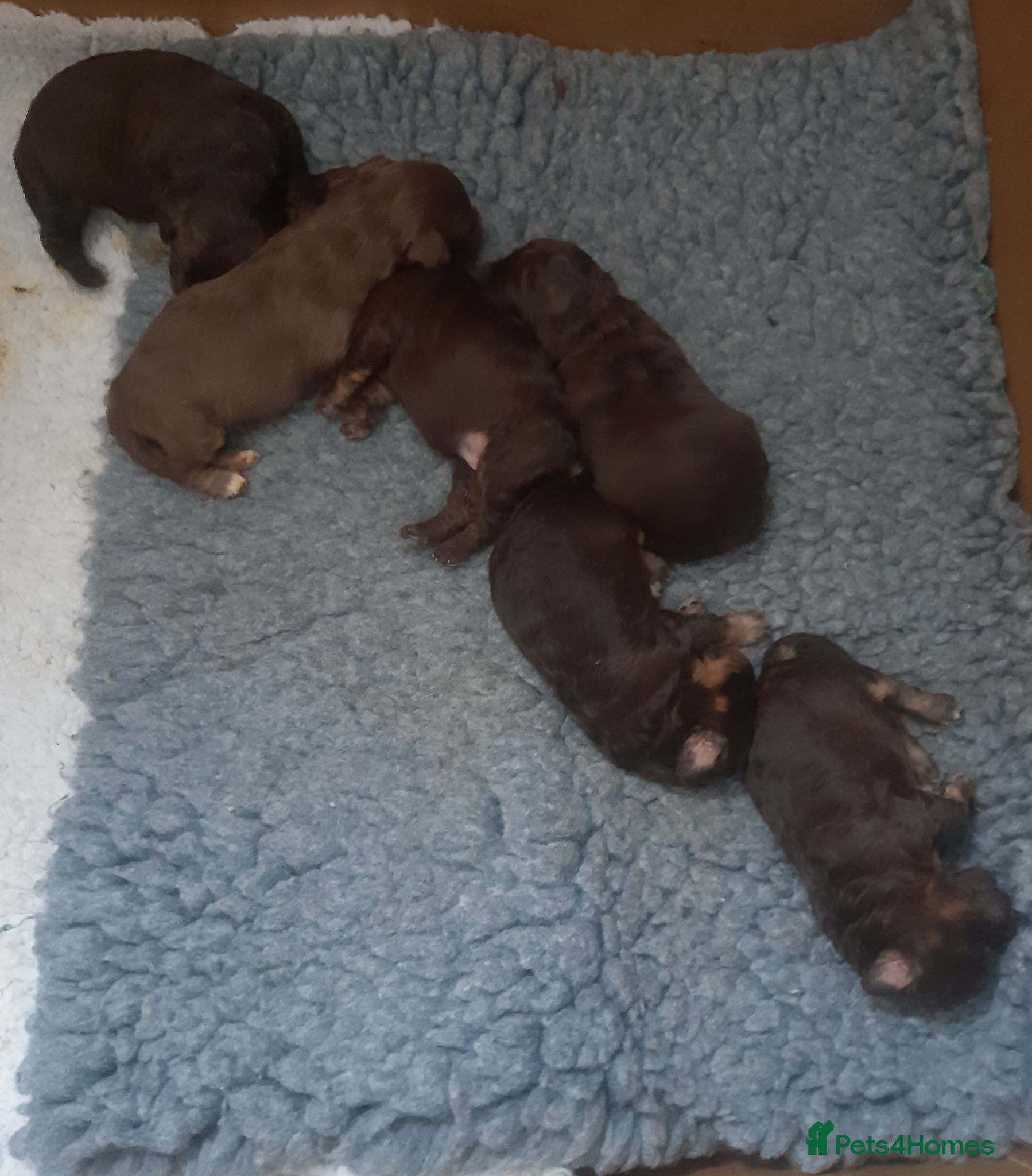 Cockapoo dogs LYNJONBORNS BEAUTIFUL COCKAP00 PUPPYS - Advert 1