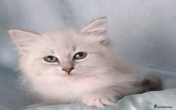 Siberian cats for sale: GCCF Registered Pure Siberian kittens For Sale.   - Image 10