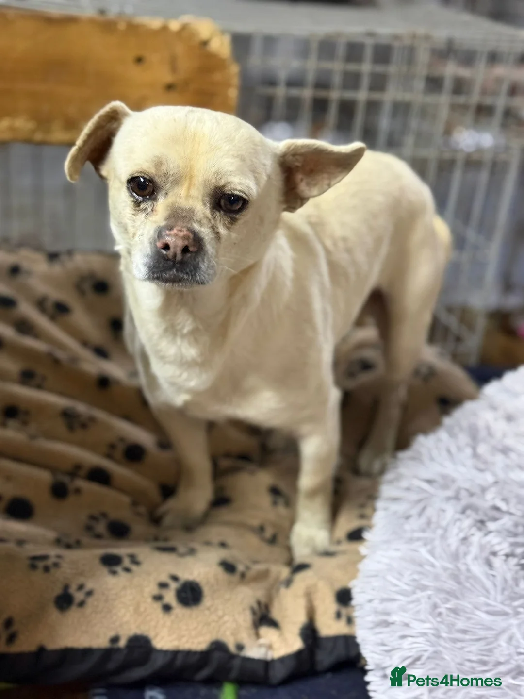 Mixed Breed dogs for adoption: Little Mazli is waiting for you! - Advert 27