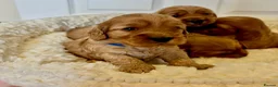 Cockapoo dogs for sale: Gorgeous F1 PRA clear Toy Cockapoo puppies - Advert 27