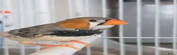 Finches birds for sale: Mixed aviary born Zebra Finch - Advert 4
