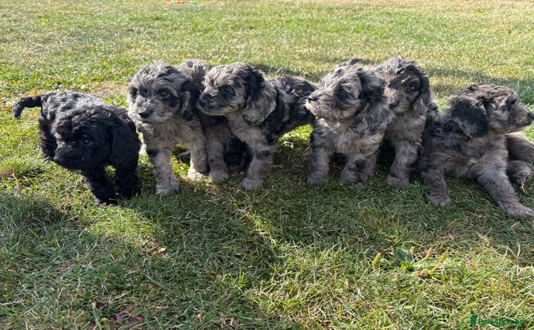 Cockapoo dogs - Advert 4