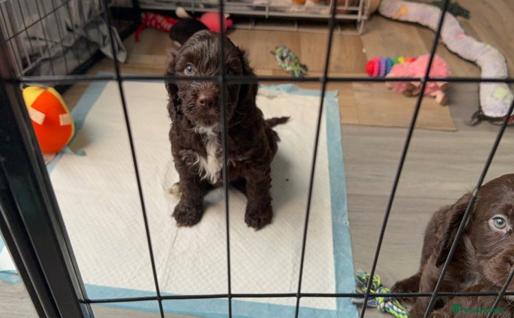 Mixed Breed dogs - Advert 5
