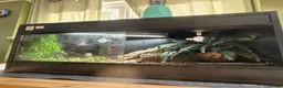 Snake reptiles for sale: Western Hognose Snake – Male (Believed) in Hornsea - Advert 5