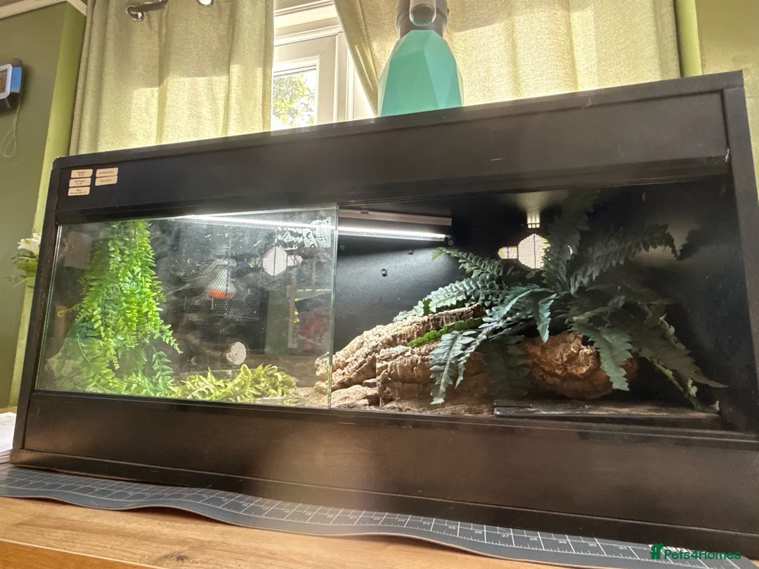 Snake reptiles for sale: Western Hognose Snake – Male (Believed) in Hornsea - Advert 5